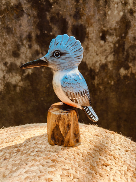 Kingfisher Bird