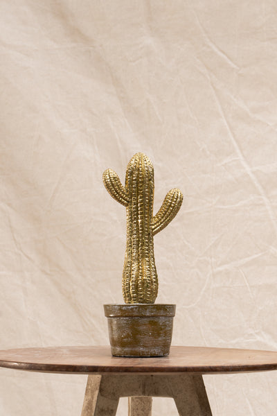 Gold Cactus In Pot