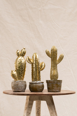 Gold Cactus In Pot